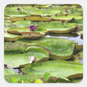Vitoria Regis, Riesenseerosen im Amazonas Quadratischer Aufkleber