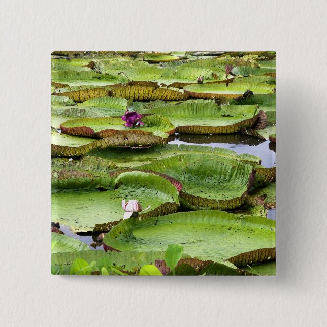 Vitoria Regis, Riesenwasserlililien im Amazonas Button (Vorderseite)