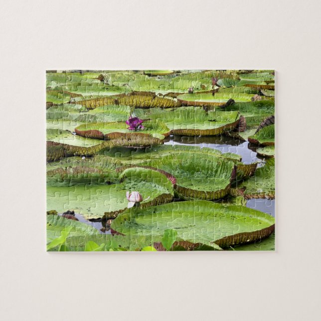 Vitoria Regis, Riesenwasserlililien im Amazonas Puzzle (Horizontal)