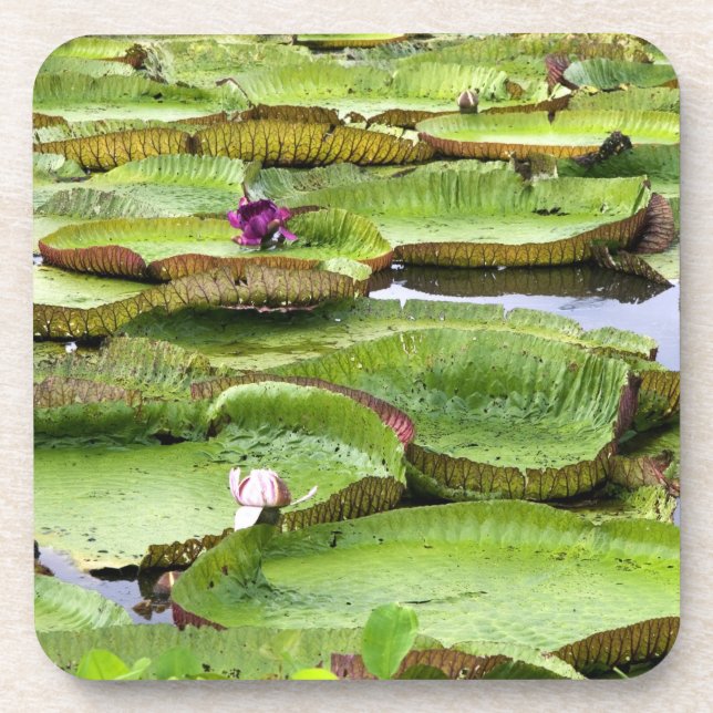 Vitoria Regis, Riesenwasserlililien im Amazonas Untersetzer (Vorderseite)