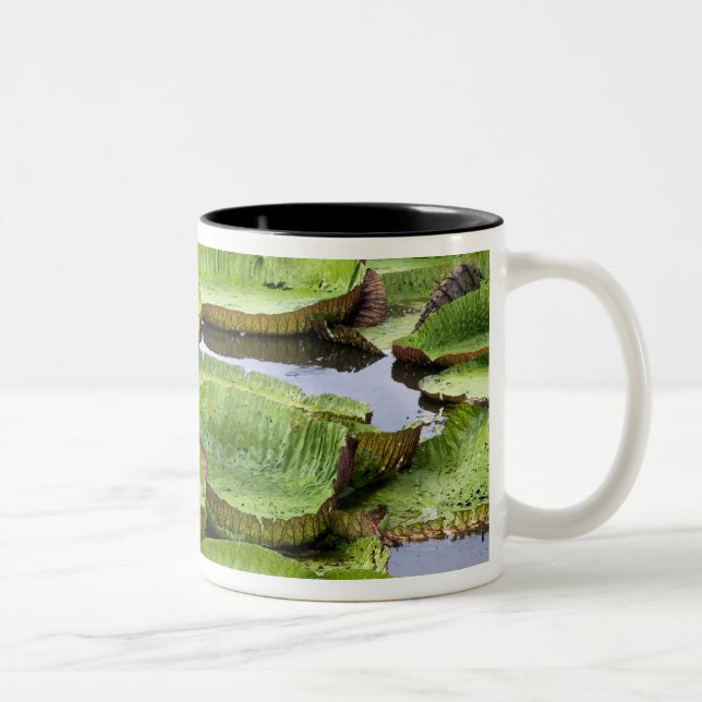 Vitoria Regis, Riesenwasserlililien im Amazonas Zweifarbige Tasse (Rechts)
