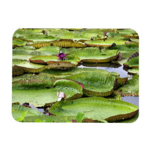 Vitoria Regis, riesige Seerosen im Amazonas Magnet