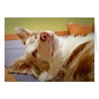 Viva die Border-Collie, die auf dem Bett sich