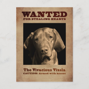 Vivacious Vizsla Postkarte