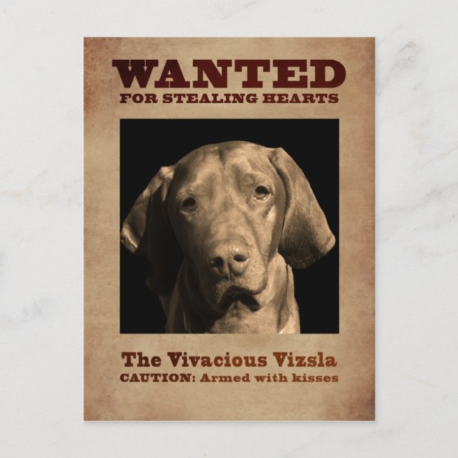 Vivacious Vizsla Postkarte (Vorderseite)