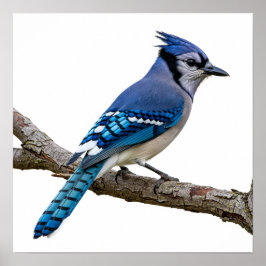 Vivid Blue Jay Poster