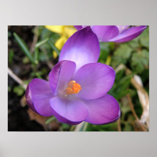 Vivid Crocus Print Poster (Vorne)