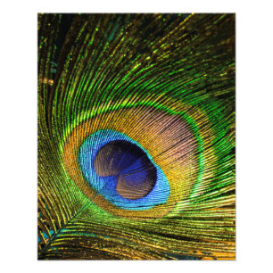 Vivid Feather Fotodruck