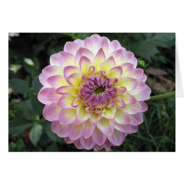 Vivid Lavender Creme Dahlia (Vorderseite (Horizontal))