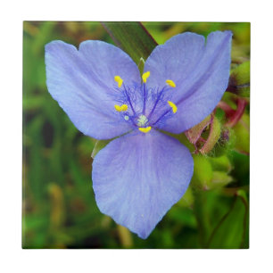 Vivid Lila Spiderwort Floral Foto Keramik Tiles Fliese