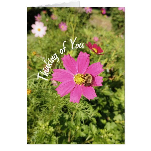 Vivid Pink Cosmos Blume Denken Sie an Ihre Karte (Vorne)