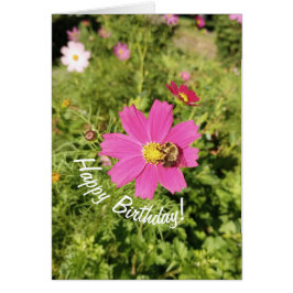 Vivid Pink Cosmos Blume Geburtstagkarte