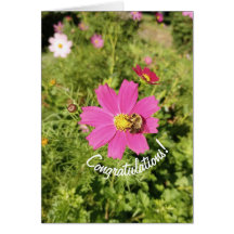 Vivid Pink Cosmos Blume Herzlichen Glückwunsch Kar
