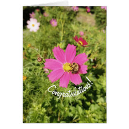 Vivid Pink Cosmos Blume Herzlichen Glückwunsch Kar