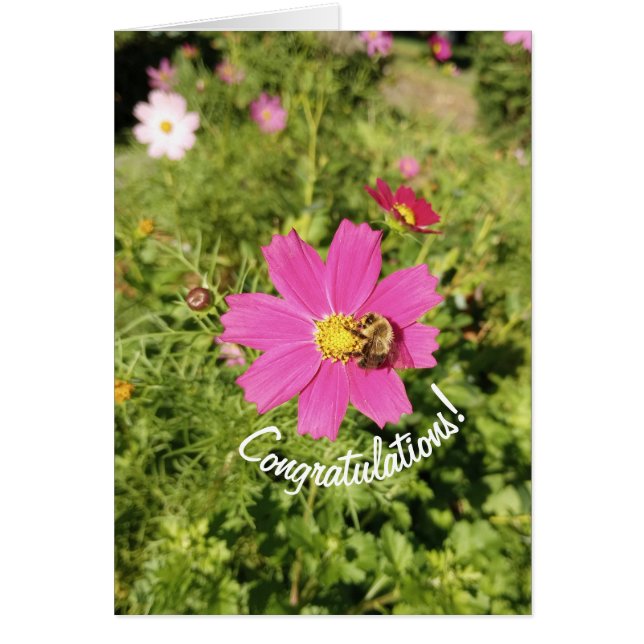 Vivid Pink Cosmos Blume Herzlichen Glückwunsch Kar (Vorne)