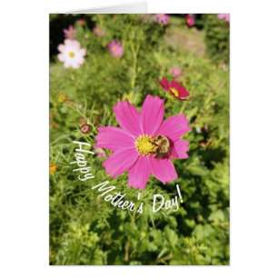 Vivid Pink Cosmos Blume Muttertagkarte