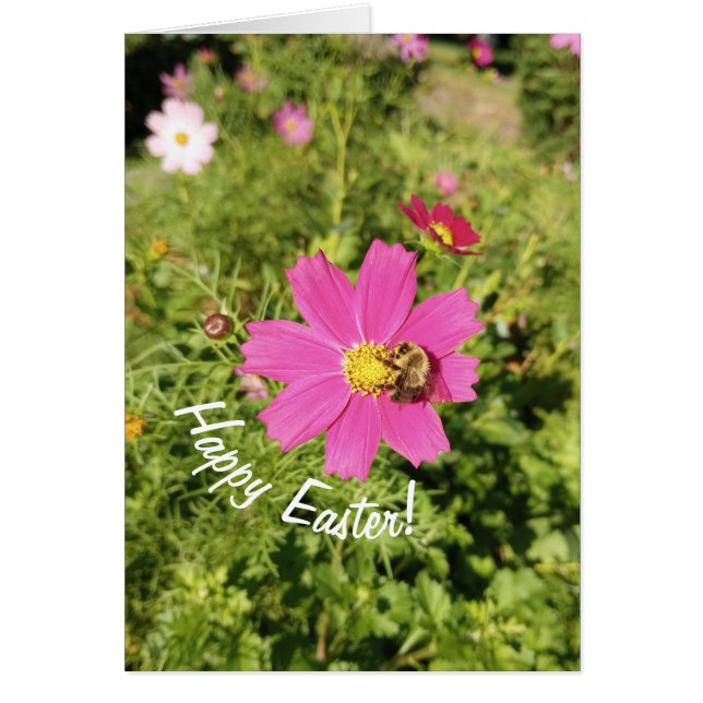 Vivid Pink Cosmos Blume Osterkarte (Vorne)
