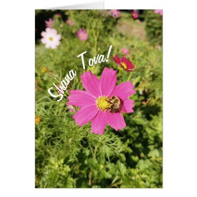 Vivid Pink Cosmos Blume Rosh Hashanah Card (Vorne)