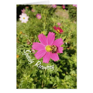 Vivid Pink Cosmos Blume Speedy Erholung Card