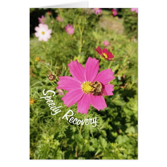 Vivid Pink Cosmos Blume Speedy Erholung Card (Vorne)