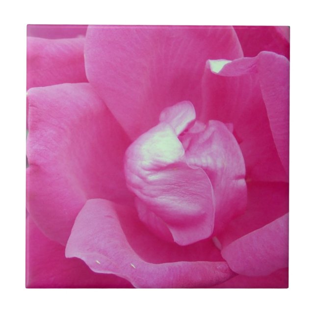Vivid Pink Rose Foto Keramik Tiles Fliese (Vorderseite)
