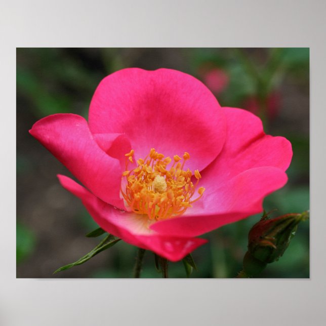 Vivid Pink Rose Petals Poster (Vorne)