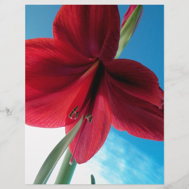 Vivid red Amaryllis Blume (Vorderseite)