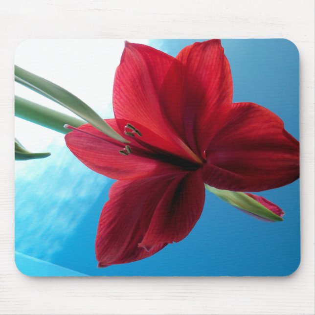 Vivid red Amaryllis Blume Mousepad (Vorne)