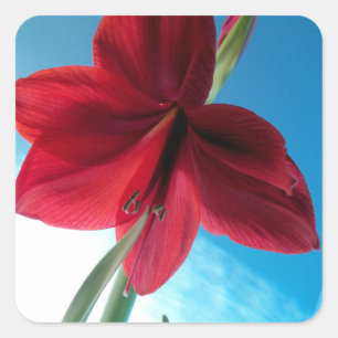 Vivid red Amaryllis Blume Quadratischer Aufkleber
