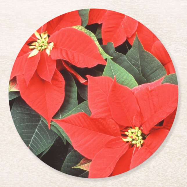 Vivid Red Christmas Poinsettias Runder Pappuntersetzer (Vorderseite)