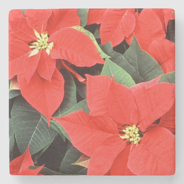Vivid Red Christmas Poinsettias Steinuntersetzer (Vorderseite)