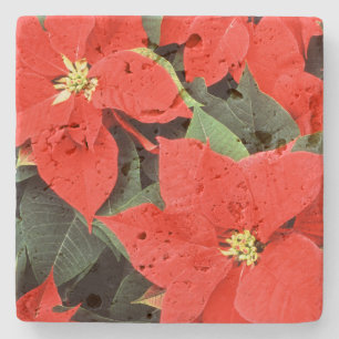 Vivid Red Christmas Poinsettias Steinuntersetzer