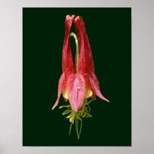 Vivid Red Wild Columbine Blume Poster