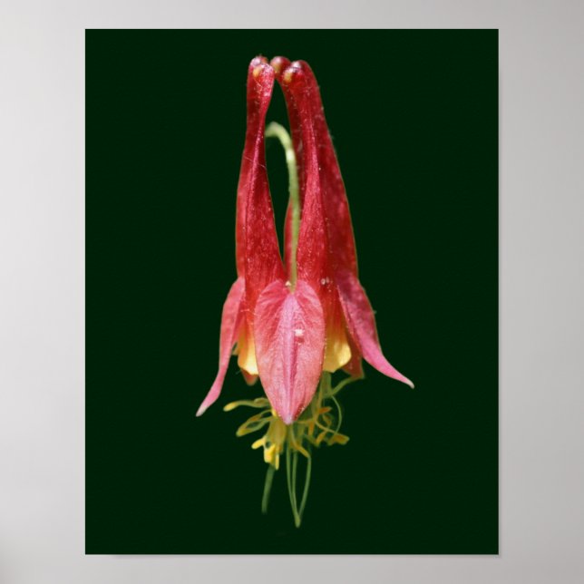 Vivid Red Wild Columbine Blume Poster (Vorne)