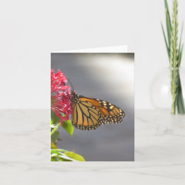 Vivid Tropische Schmetterlingskarte Karte