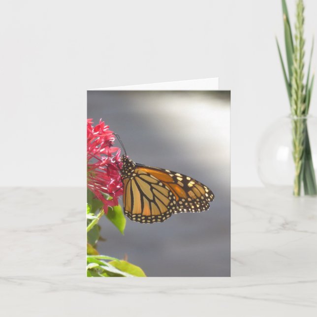 Vivid Tropische Schmetterlingskarte Karte (Vorderseite)