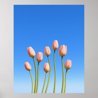Vivid Tulips unter einem klaren blauen Himmel Poster