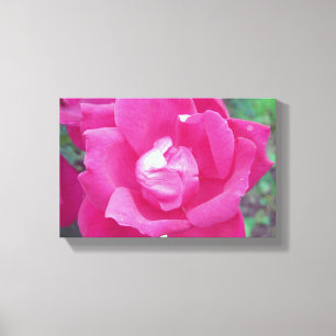 Vivio Hot Pink Rose Foto Stretched Leinwand Art