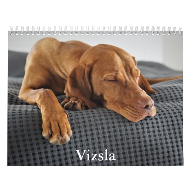Vizsla Calendar Kalender (Titelbild)