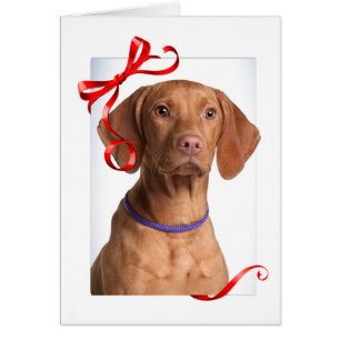 Vizsla Christmas Card