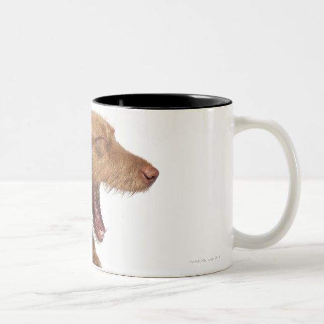 Vizsla, das vor Weißrückseitenboden gähnt Zweifarbige Tasse (Rechts)