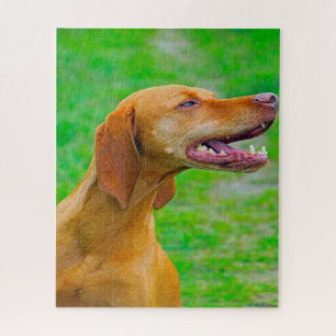 Vizsla Dog Jigsaws. Puzzle