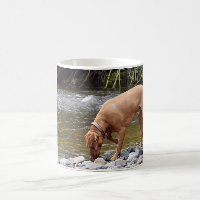 Vizsla durch Fluss Tasse (Mittel)