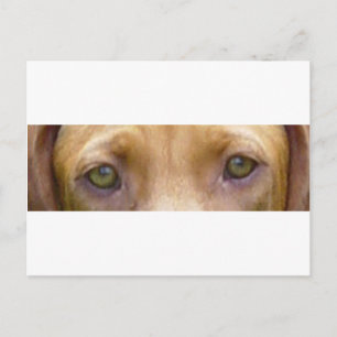 vizsla eyes.png postkarte