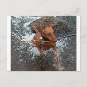 Vizsla_fetching in water.png postkarte