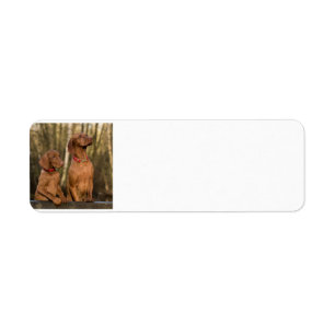 vizsla Gruppe
