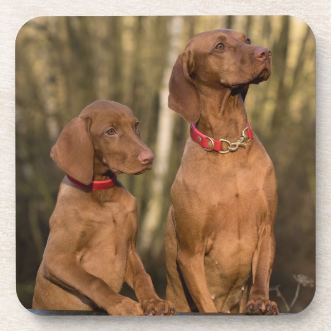 Vizsla Hound Hunde - Jagdhunde - Getränkeuntersetzer (Vorderseite)