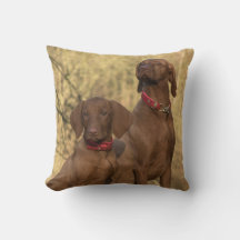 Vizsla Hound Hunde - Jagdhunde -