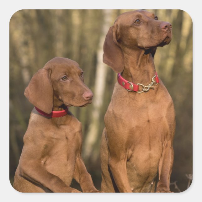 Vizsla Hound Hunde - Jagdhunde - Quadratischer Aufkleber (Vorderseite)