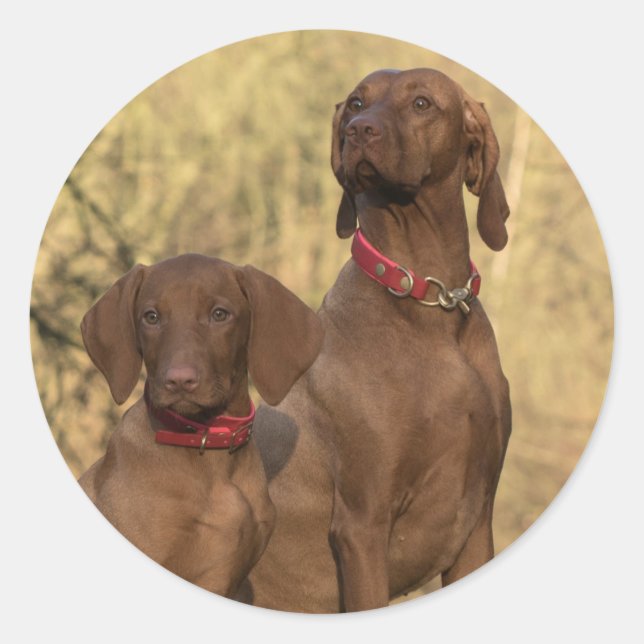 Vizsla Hound Hunde - Jagdhunde - Runder Aufkleber (Vorderseite)